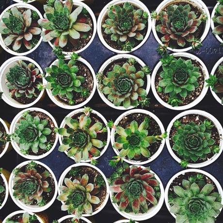 Rows of potted succulents