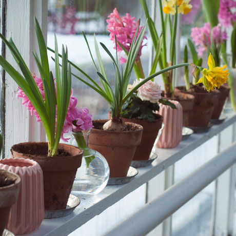 Potted flowers along a window